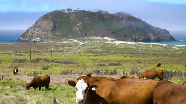 Free range cow roaming at oceanfront ranch in Central California coast