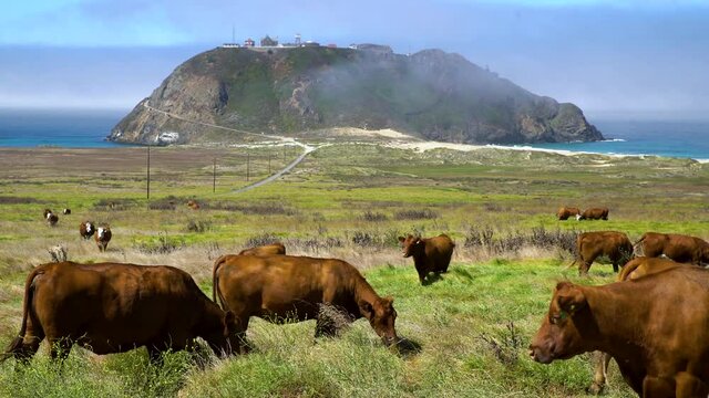 Free range cow roaming at oceanfront ranch in Central California coast