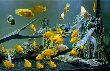 Aquarium with goldfish. The fabulous and alluring world of the aquarium has always attracted people with its bright colors and graceful movements of underwater inhabitants.