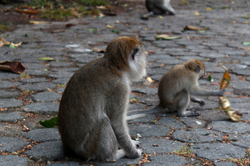 Gray monkeys are preserved in a protected forest on the edge of the city