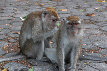 Gray monkeys are preserved in a protected forest on the edge of the city