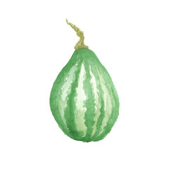 Vector Watercolor hand drawn sketch Pumpkin, autumn thanksgiving painted illustration isolated on white background.