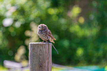 Little owl sitting on a stake. The photo has a blurred green background with nice bokeh.