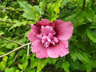 Pink flower on a green background