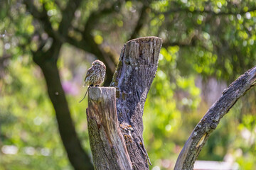 Little owl sitting on a stake. The photo has a blurred green background with nice bokeh.