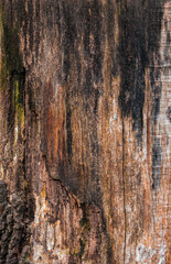 Obraz premium brown dry old wood texture