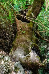 A large hollow in a very old plane tree. Rhodes, Greece.