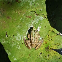 frog in the pond