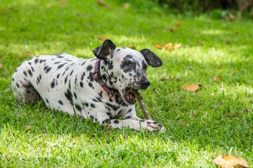 portrait of a funny dalmatian sitting