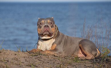 Breed - American bully