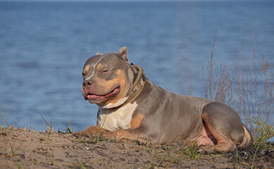 Breed - American bully
