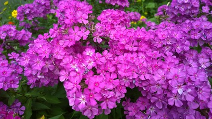 Phlox paniculata. Beautiful pink flowers in the garden. Love concept of aesthetics and beauty. Bright nature background. Gardening. Purple colour. Flowerbed. 