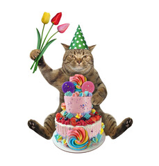 The beige cat in a birthday hat with a bouquet of flowers is sitting near a two tiered cake. White background. Isolated.