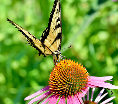 A unique front view of a Eastern Tiger Swallowtail Butterfly (Papilio glaucus) as it feeds on Purple Coneflower (Echinacea purpurea).  Copy space. Closeup.