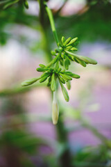 close up of a flower