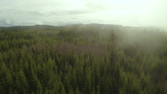 Cinematic aerial shot of dense rain forest in Pacific Northwest
