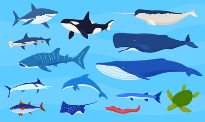 Sea animals, sharks, whales, turtles, dolphins.