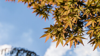 Maple Acer Palmatum with bright orange and green leaves against blue sky. Selective focus. Sunny spring day. Place for your text