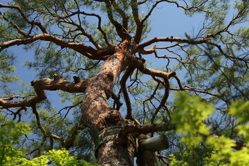 京都　桂　20150511