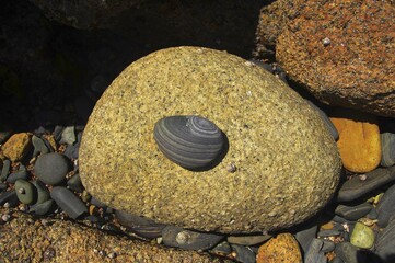 Kleiner gestreifter Stein in der Bretagne am Atlantik