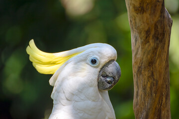 the white cockatoo on tree log