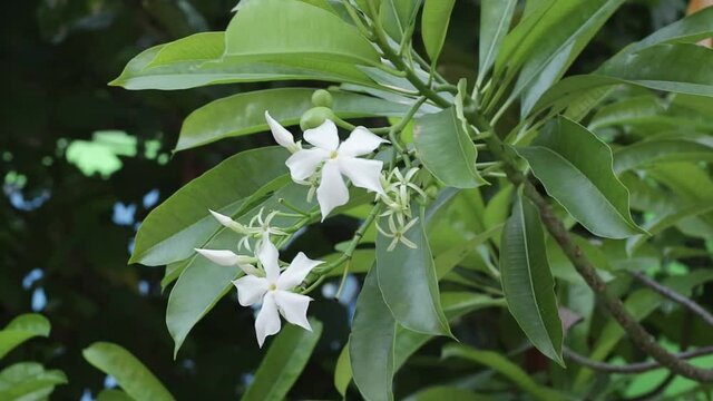  Cerbera manghas