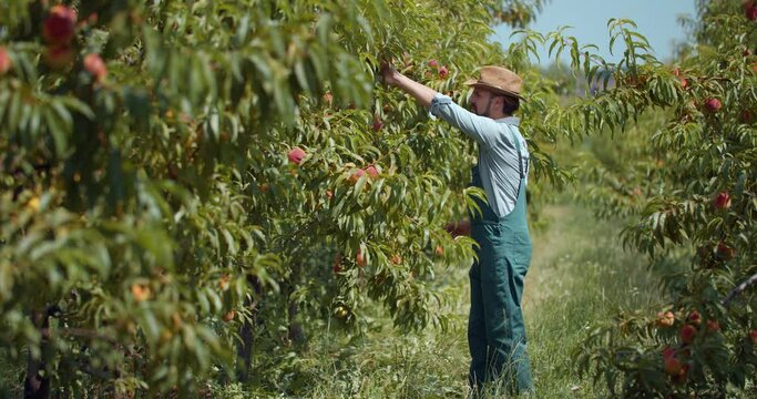 Professional male gardener in overalls and hat walking at peach garden and checking quality of harvest. Bearded man taking care of fresh and tasty fruits outdoors.