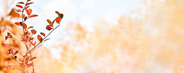 Aesthetic fall theme header with tree branch and orange leaves in soft, golden light, horizontal...