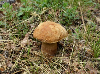 Food from nature. Boletus mushroom in spring forest. 