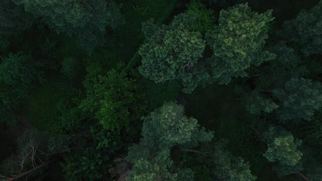 Park of Partisan Glory in Kyiv, Ukraine, spring, May 2020