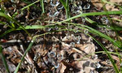Close up of spider web with drops. Natural background. Droplets in spider web string after rain. Spider net with water drops in green. Abstract pattern created by dewdrops on a spiderweb.