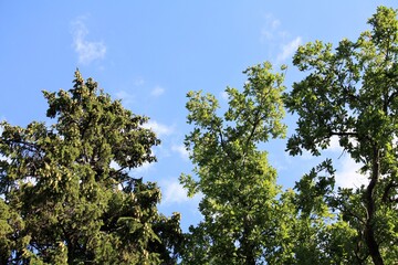 green tree branches against blue sky