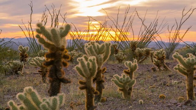 Time lapse tracking shot of sunset over cholla cactus at Kofa National Wildlife Refuge in Arizona