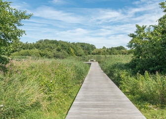 Fototapeta na wymiar wooden walkway in a Dutch nature park