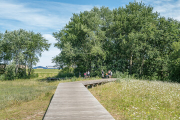 wooden walkway in a Dutch nature park