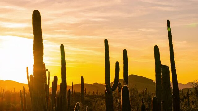 Time lapse of sunset over Saguaro cacti at Organ Pipe Cactus National Monument in Arizona