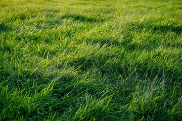 Green juicy grass in backlight on an autumn day just before the sun is setting.