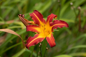 Eine blühende Lilie