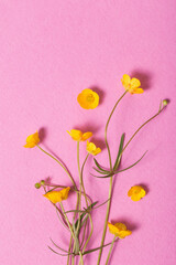 yellow buttercups on pink background