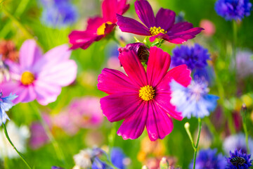 Flower meadow , summer, bee pasture, summer meadow background
