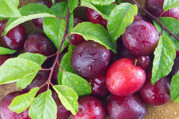 Fresh plums with leaves and water drops, macro photo. Texture background of fresh red plums. Copy space.