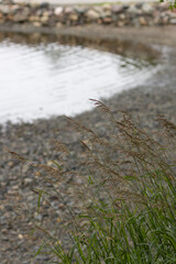 grass and water