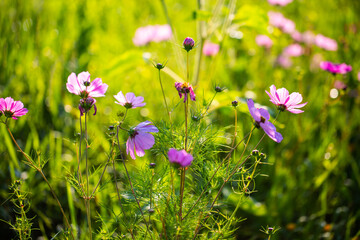 Flower meadow , summer, bee pasture, summer meadow background