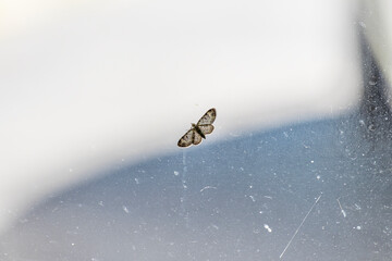 A moth resting on a substance. 