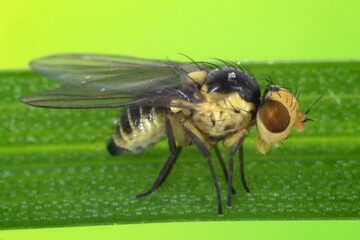 Fly of Phytomyza rufipes (Diptera, Agromyzidae: leaf-miner flies). It is pest od Brassicaceae e.g mustard, rapeseed, cabbage, cauliflower, broccoli, rape, horseradish and others