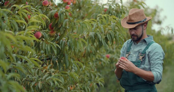 Competent horticulturist in hat standing at own peach garden and tasting fresh tasty fruit. Bearded male in overalls feeling satisfaction of summer harvest.
