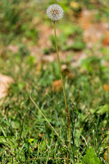 Dandelion Flower seed in a garden