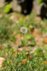 Dandelion Flower seed in a garden