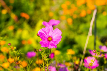 Flower meadow , summer, bee pasture, summer meadow background