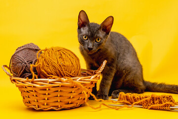 Fototapeta na wymiar on a yellow background is a basket with woolen threads for knitting, started knitting on needles and a gray cat